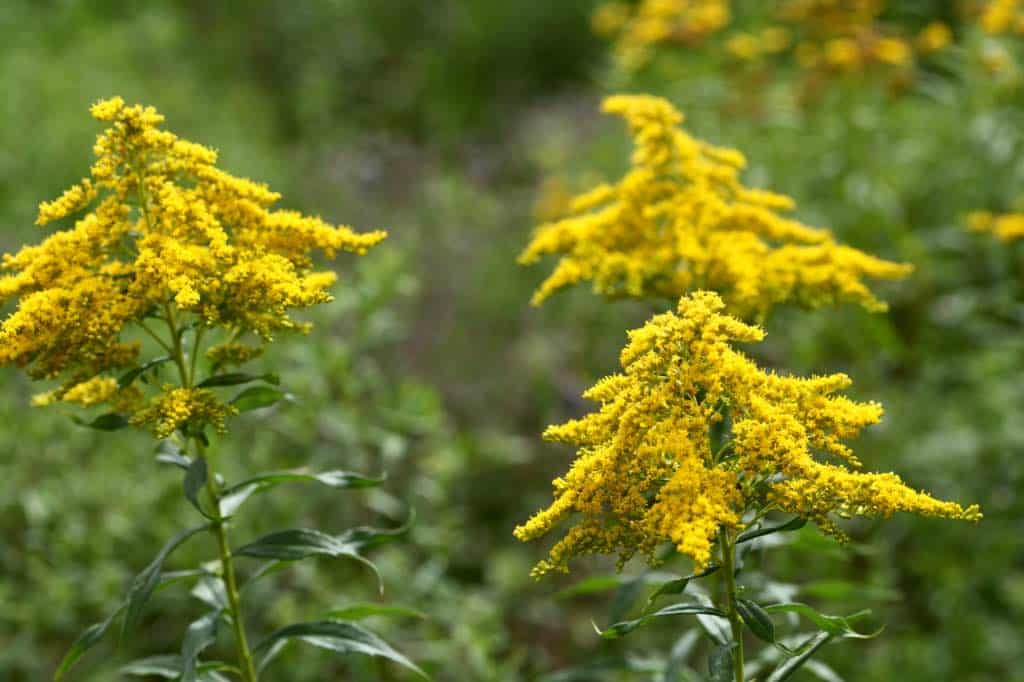 cascading goldenrod blooms