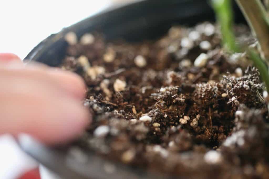 a hand checking soil in a pot for dryness before watering