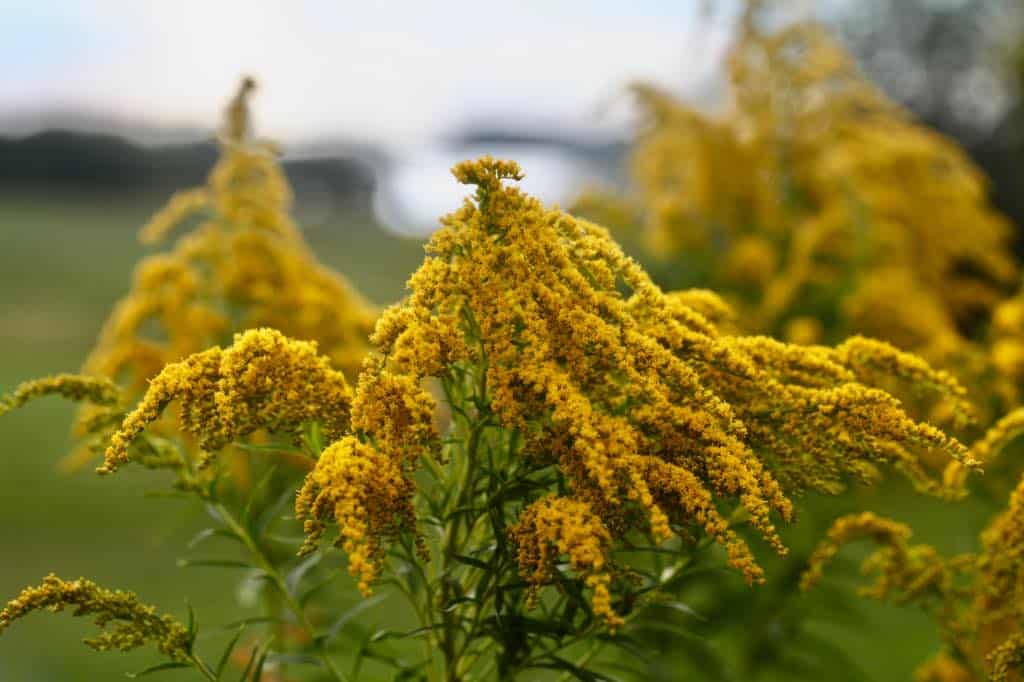 goldenrod flowers in the garden