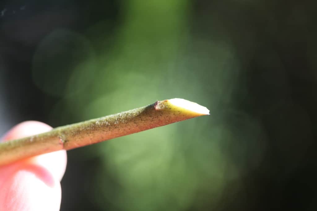 a rhododendron stem cut at a 45° angle
