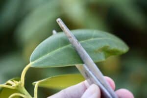 Shaping Rhododendron How To Propagate Rhododendron From Cuttings - Farmhouse & Blooms