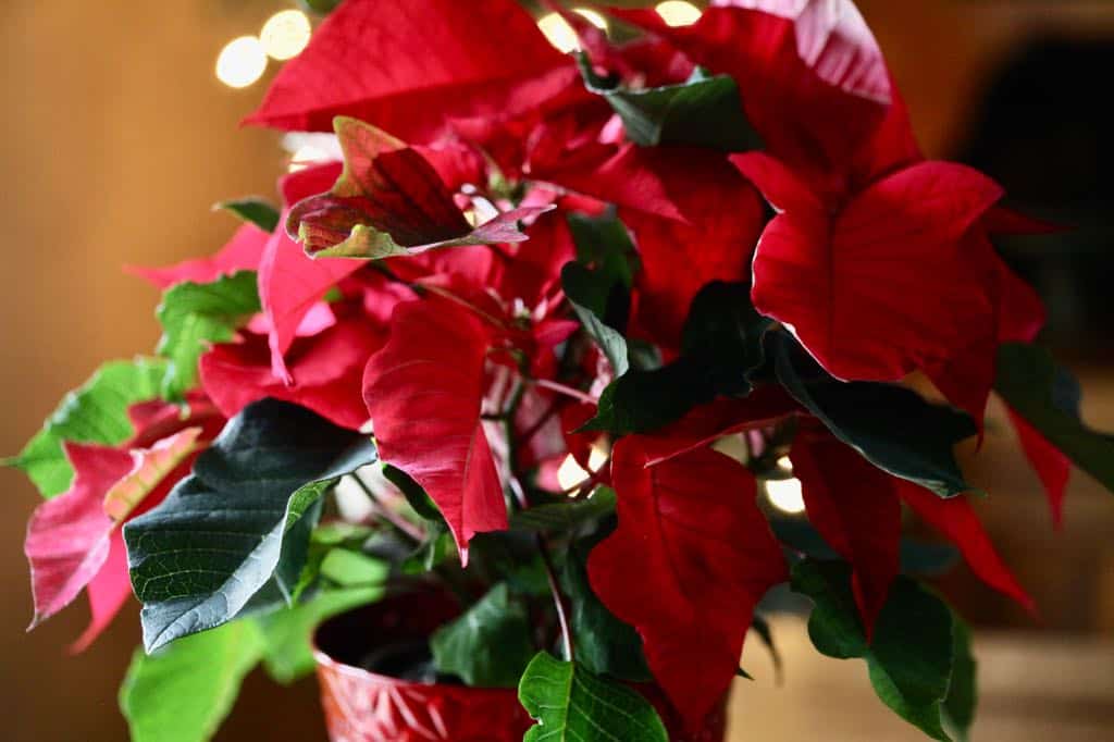 a red poinsettia plant