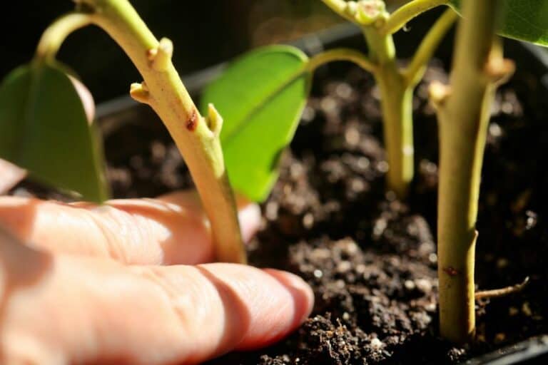 Propagating Rhododendron How To Propagate Rhododendron From Cuttings - Farmhouse & Blooms