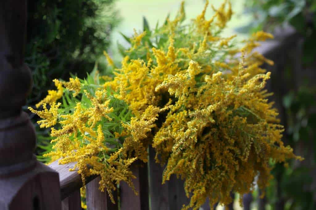 freshly harvested yellow flowers on a wooden railing