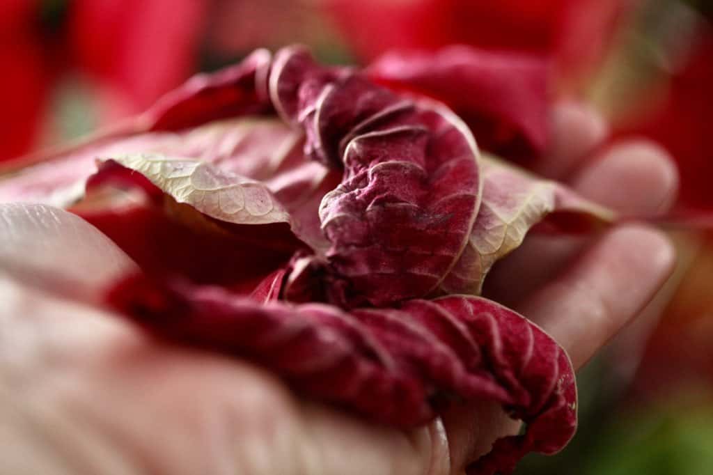 gathering up poinsettia leaves, a hand holding the leaves