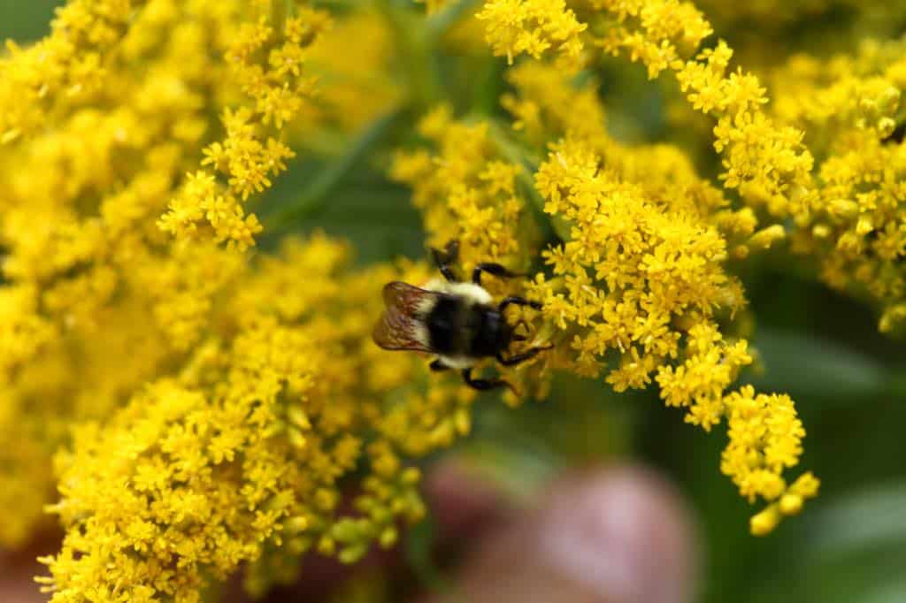 a bee on a goldenrod flower