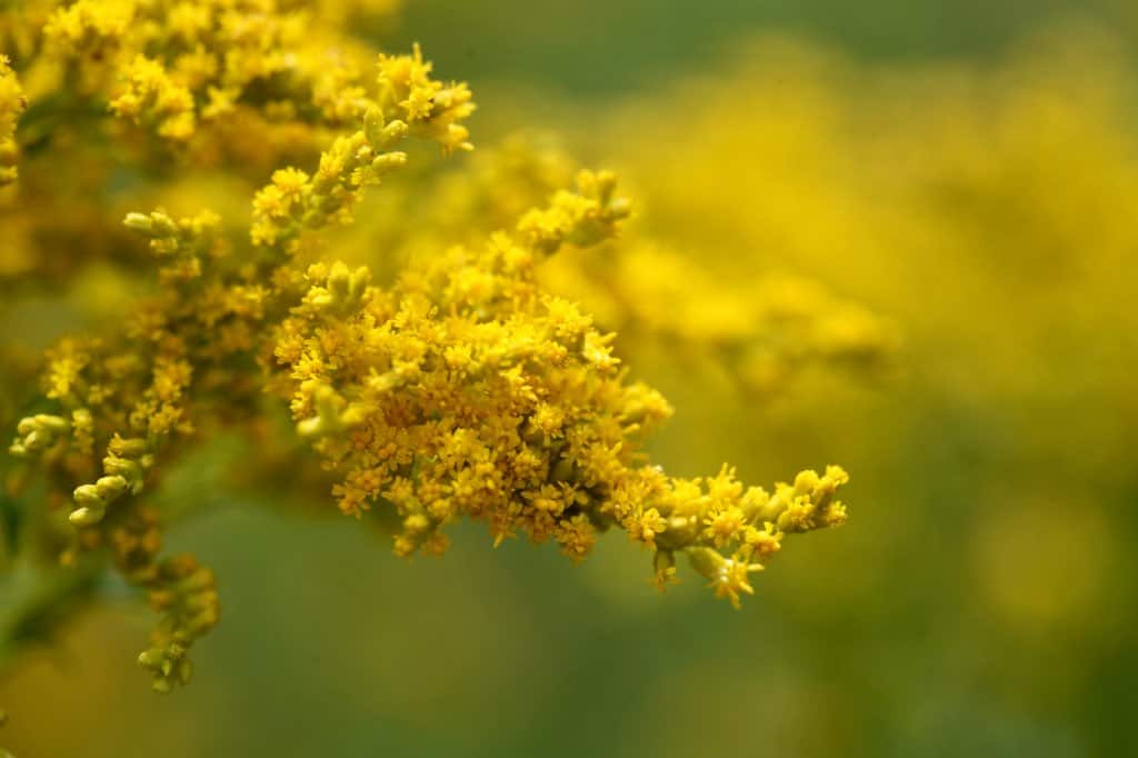 yellow goldenrod flowers in the garden