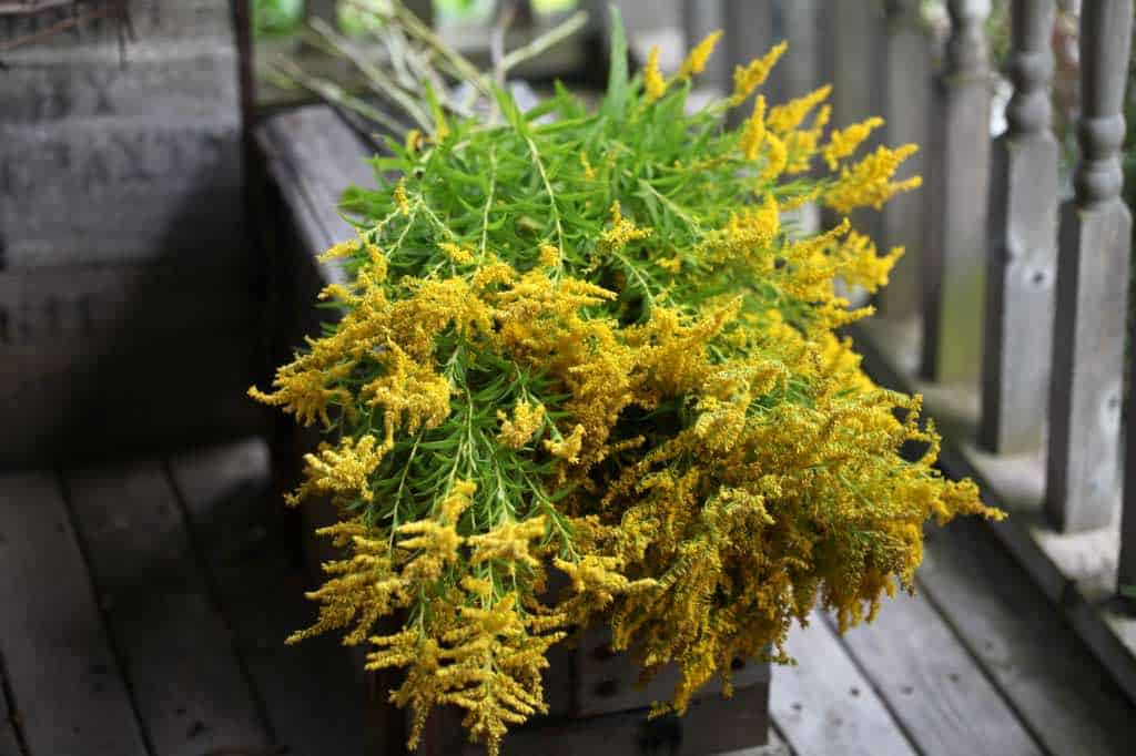 a fresh bouquet of yellow goldenrod flowers on a wooden box
