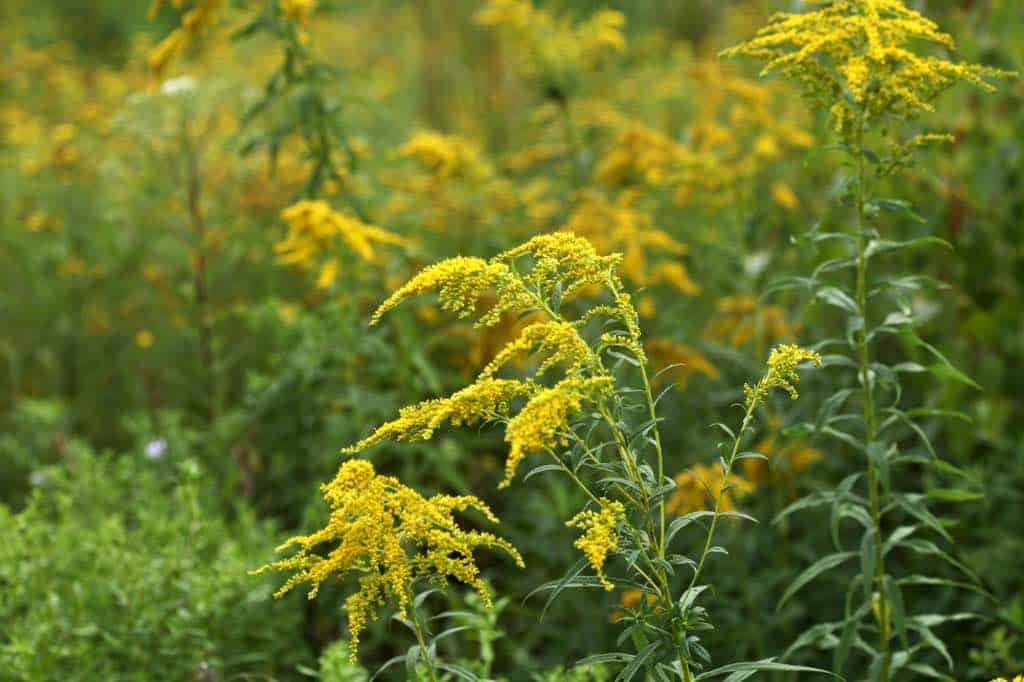 goldenrod flowers are an important food source for pollinators and wildlife