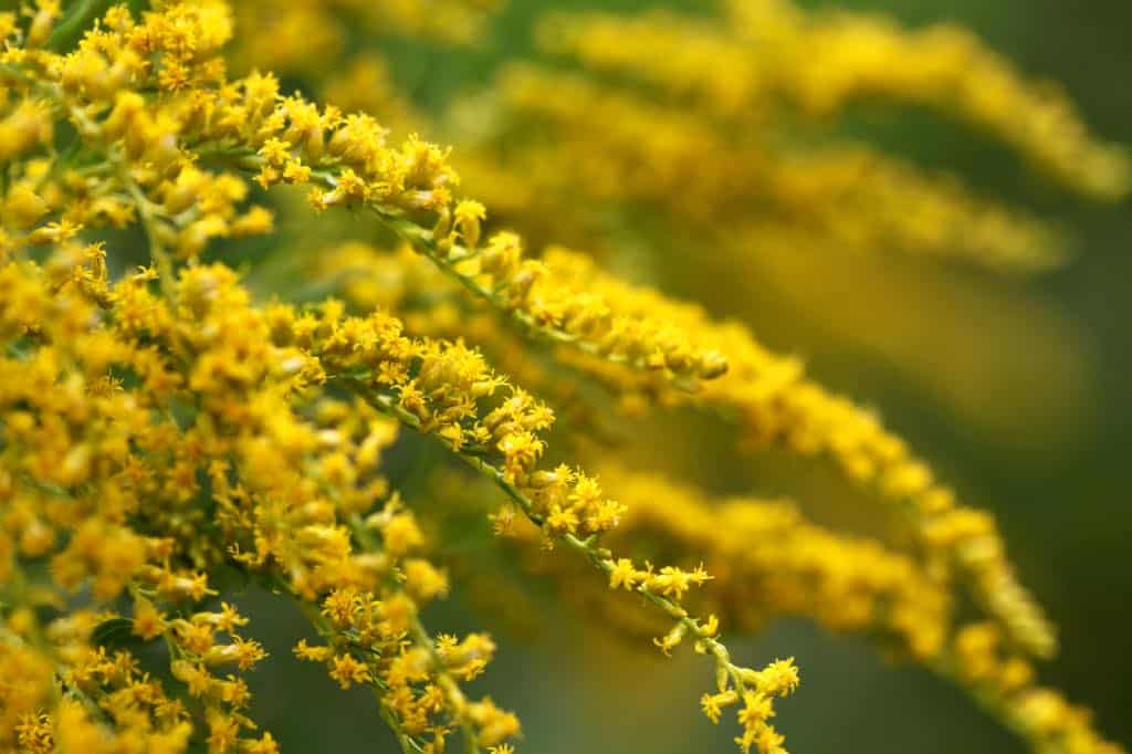 a closeup of a goldenrod flower