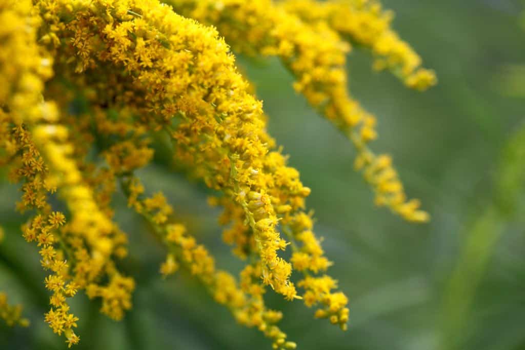 goldenrod has many tiny daisy-like flowers