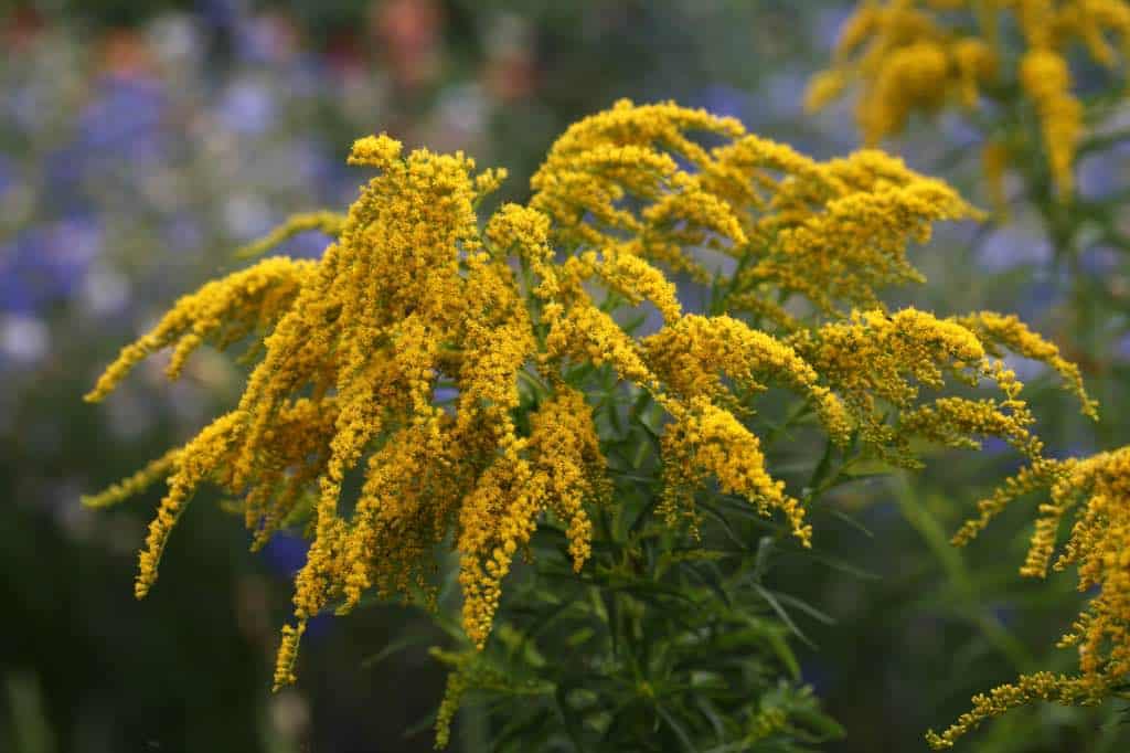 golden flowers of goldenrod plants in the garden