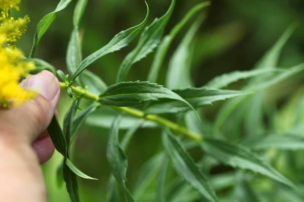 goldenrod leaves are lance shaped and serrated