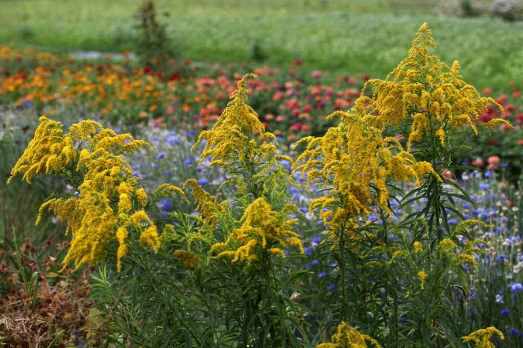 goldenrod on the edge of the garden