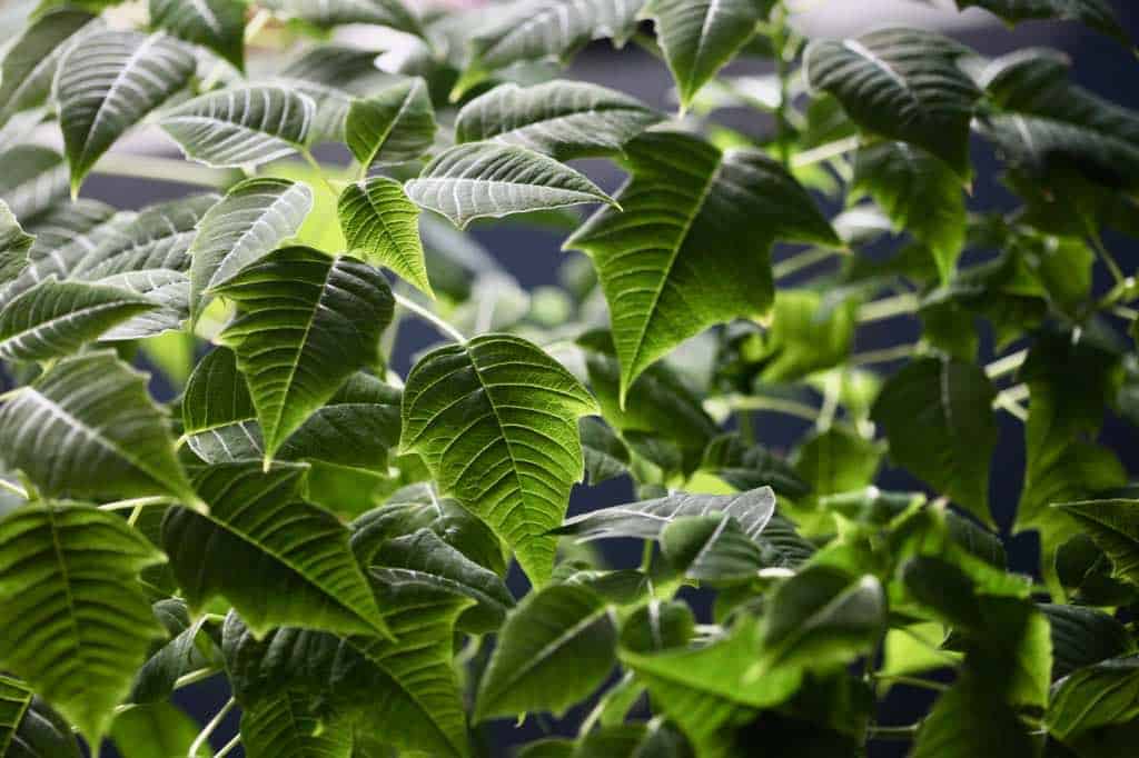 green leaves on poinsettia plants saved from last year