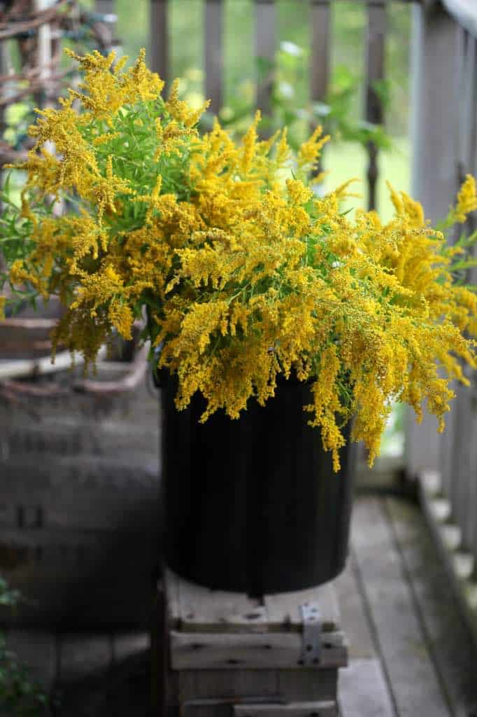 goldenrod flowers in a black bucket on a wooden crate