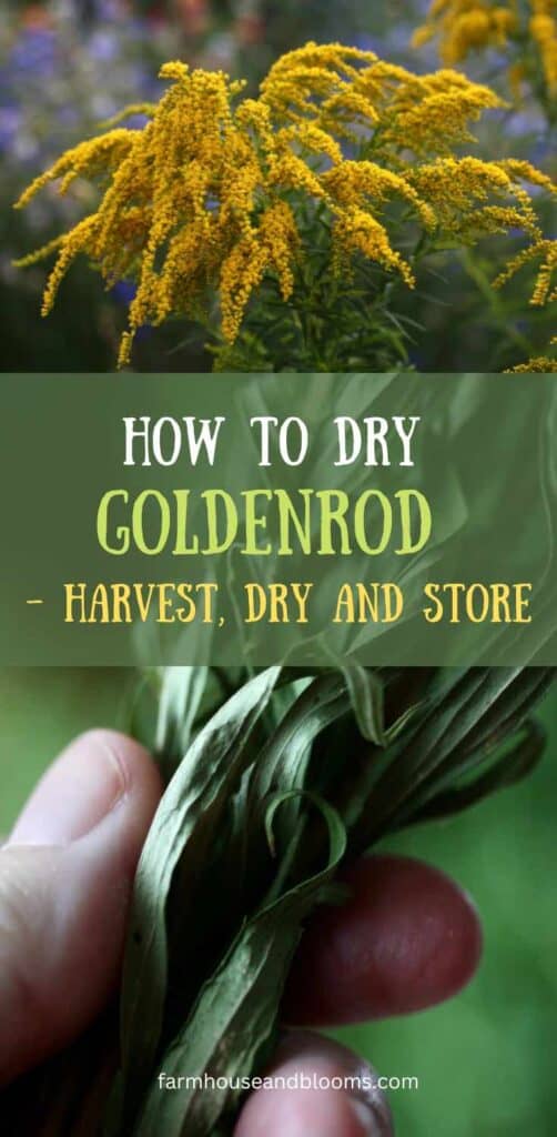how to dry goldenrod- pinterest pin