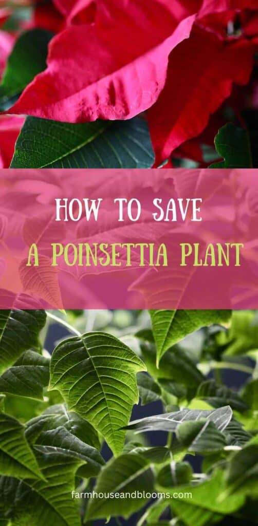 how to save a poinsettia plant- pinterest pin