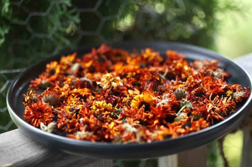 a bowl full of dried calendula flowers for making calendula oil