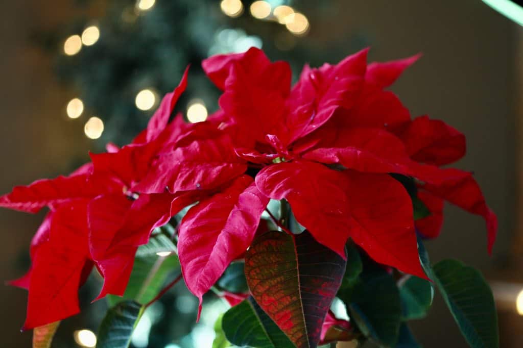 a red coloured poinsettia plant in front of white mini lights