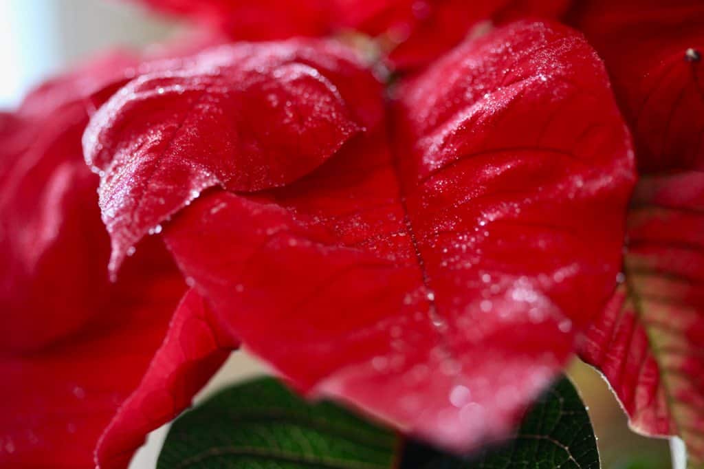 poinsettia bracts with fine droplets of water from misting