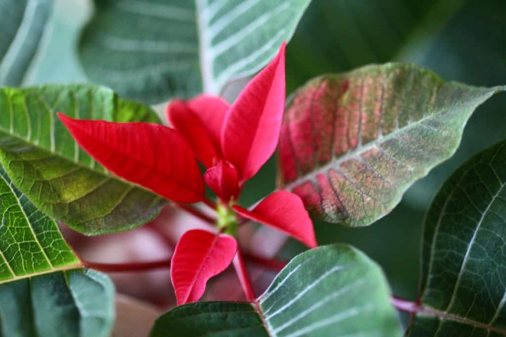 new growth and red bracts on a poinsettia plant saved from last year