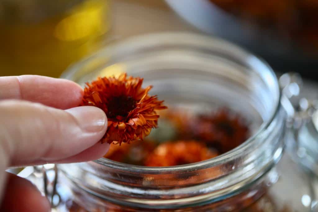 place the dried calendula flowers into a clean jar, to make calendula oil flowers