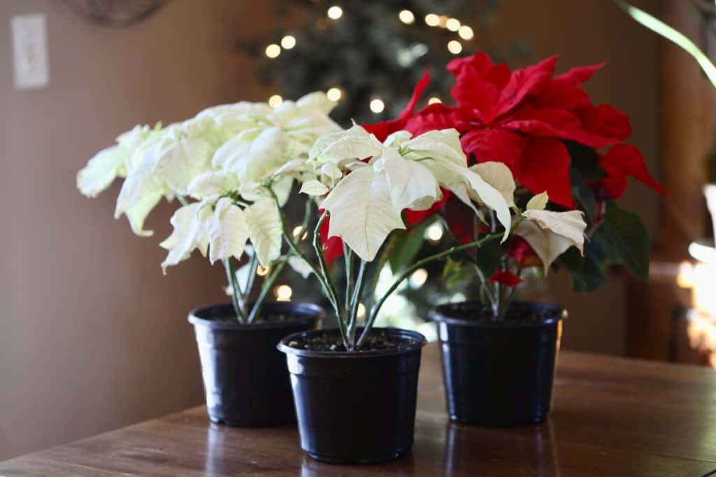 three pots of poinsettias, including two whites and a red