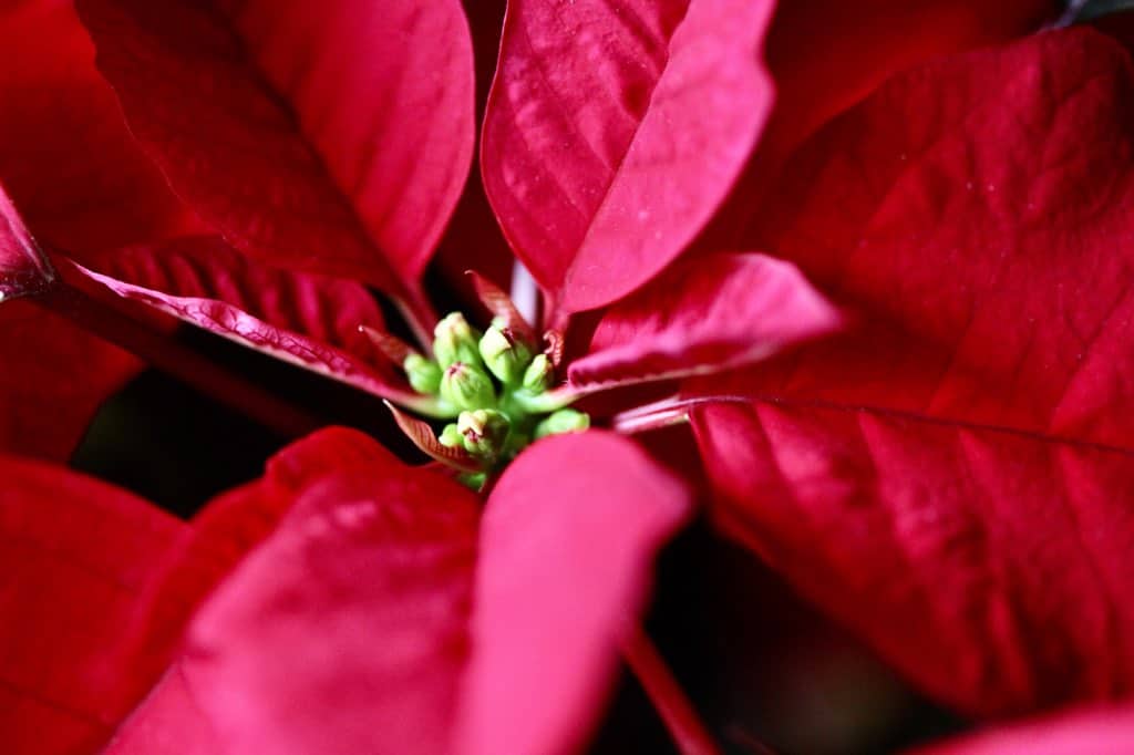 poinsettia flowers forming on top of the bracts