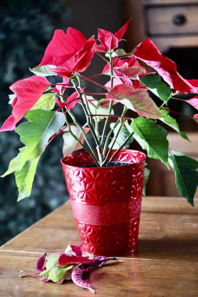 a red poinsettia with leaf and bract loss, showing how to save a poinsettia plant