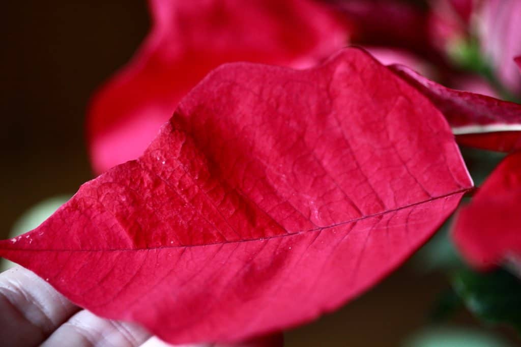 a red poinsettia leaf