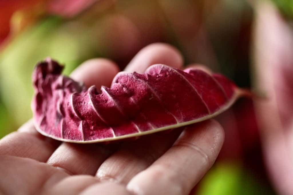 a hand holding a fallen poinsettia bract