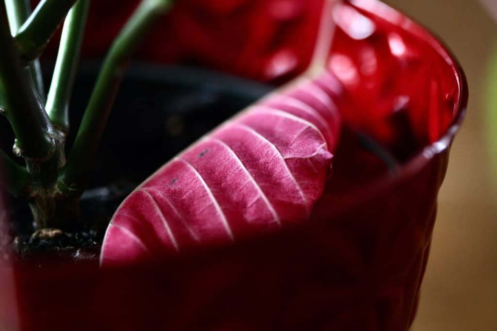 a red poinsettia bract in a pot