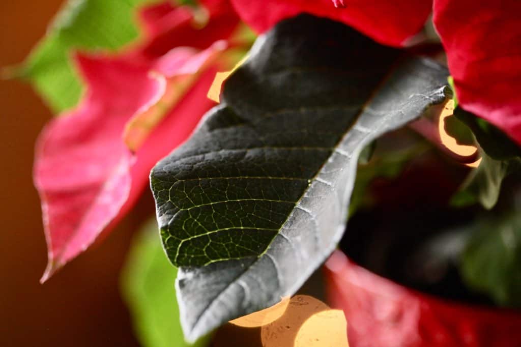 a dark green poinsettia leaf mixed amongst red bracts