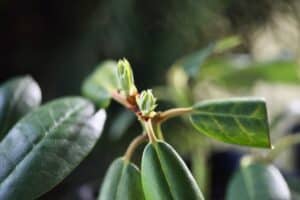 Propagating Rhododendron How To Propagate Rhododendron From Cuttings - Farmhouse & Blooms