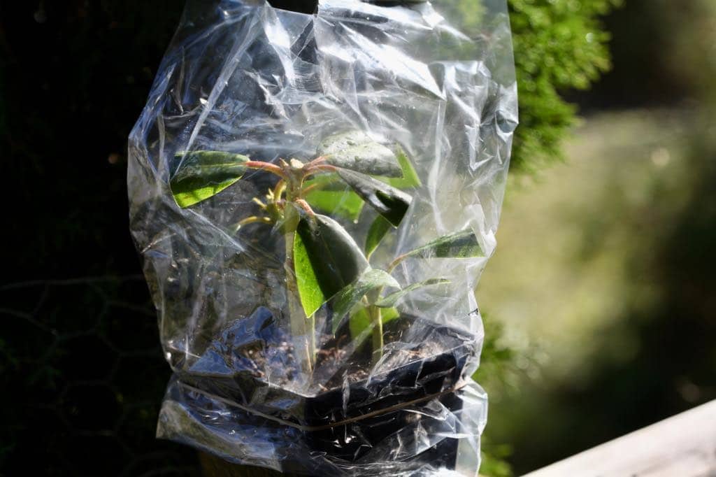 rhododendron cuttings inside a humidity dome- note the elastic band holding the plastic bag in place
