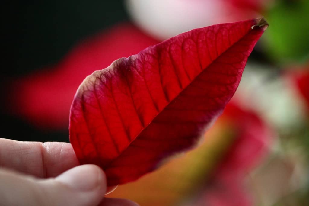 a hand holding a red poinsettia bract which has fallen from the plant