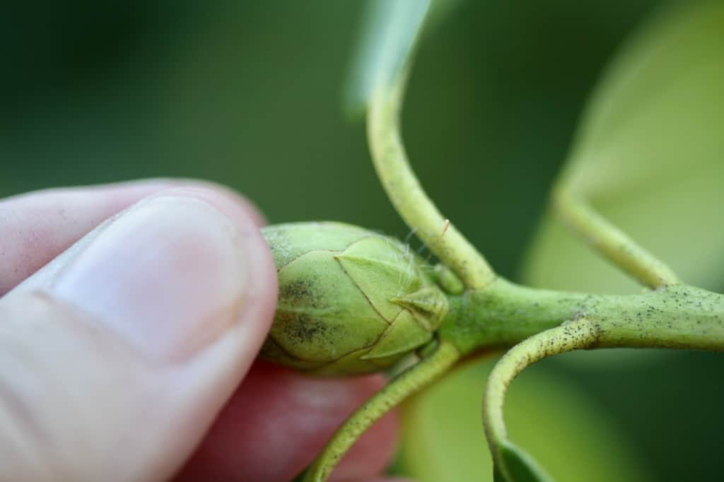 a hand holding a rhododendron flower bud at the tip of a cutting
