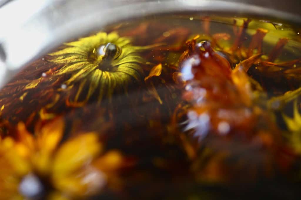 calendula flowers covered in olive oil, to make calendula oil