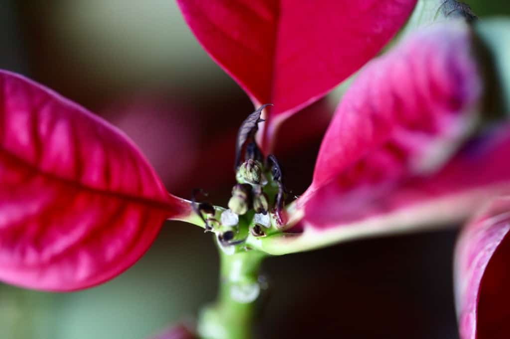 dried poinsettia flowers 