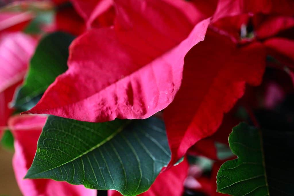 red poinsettia bracts are the colorful modified leaves