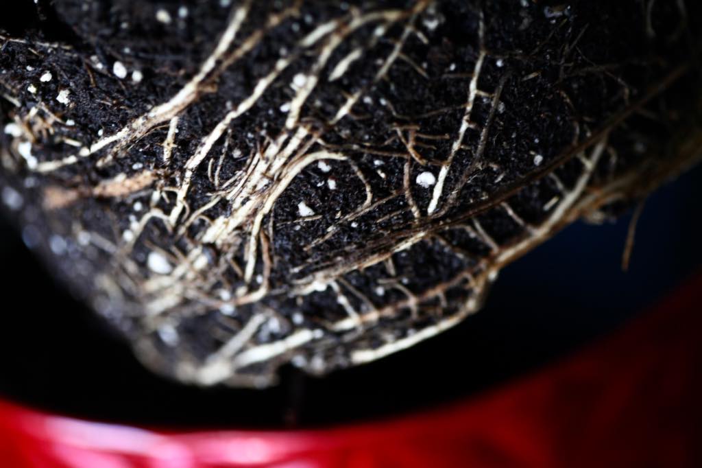 a root system on a potted poinsettia plant