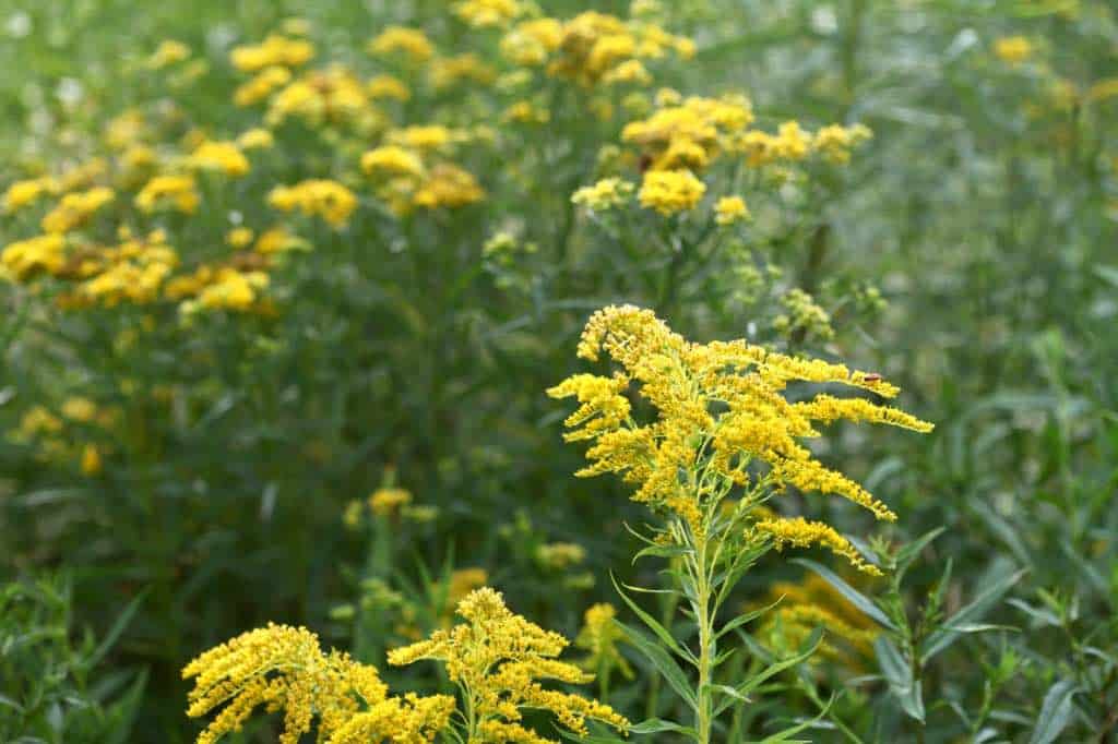 goldenrod plants in a field