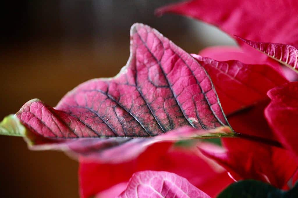 a red and green veined poinsettia bract