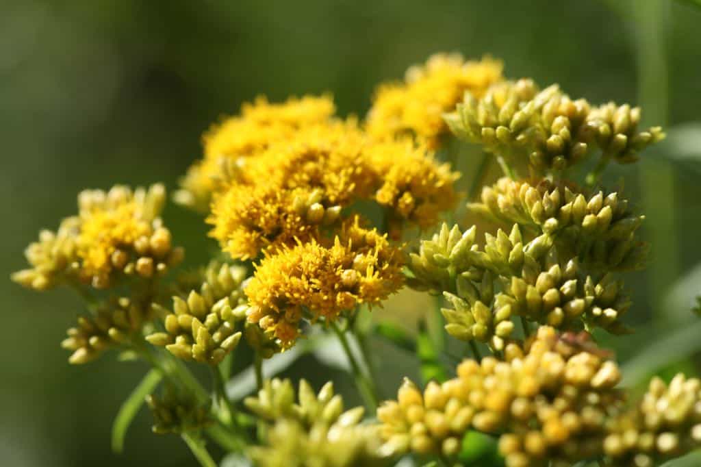 upright disc shaped yellow flowers on a goldenrod plant