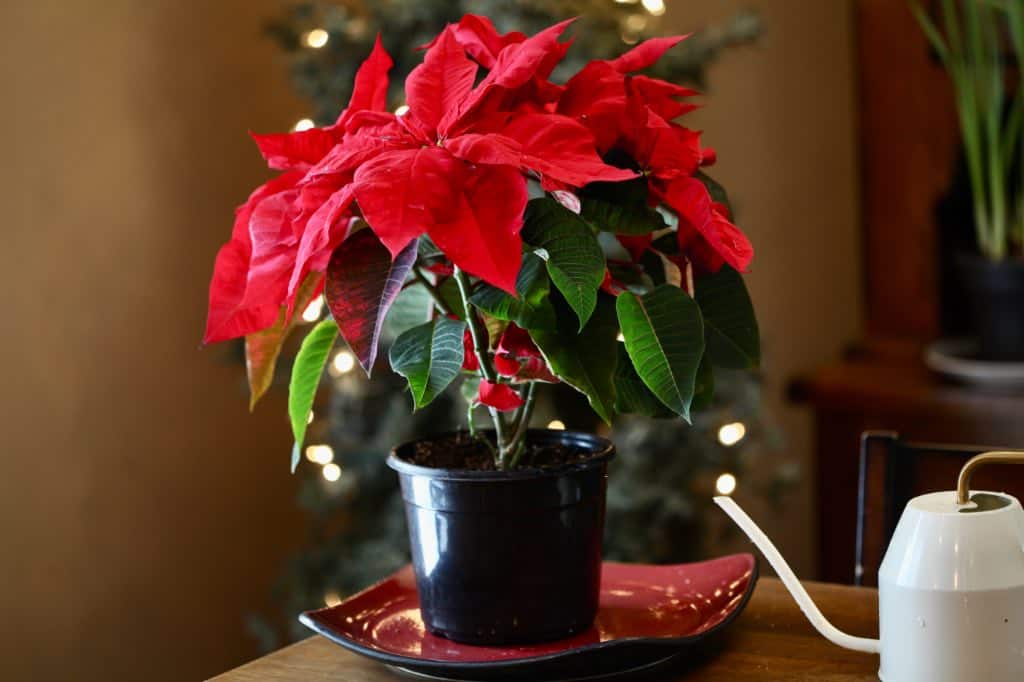 a red poinsettia plant next to a white watering can