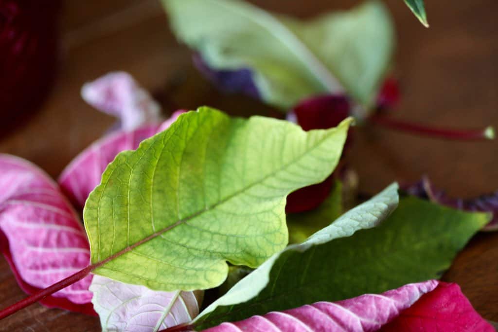 red and green leaves fallen from a poinsettia, discussing how to save a poinsettia plant