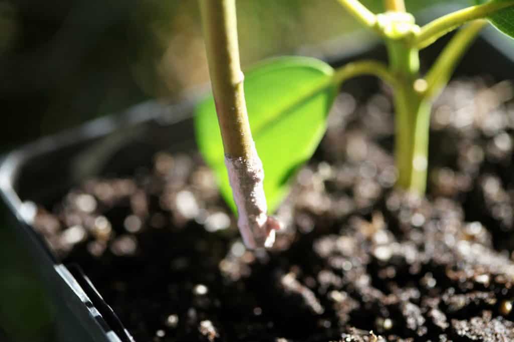 plant a cutting into the prepared container of potting mix