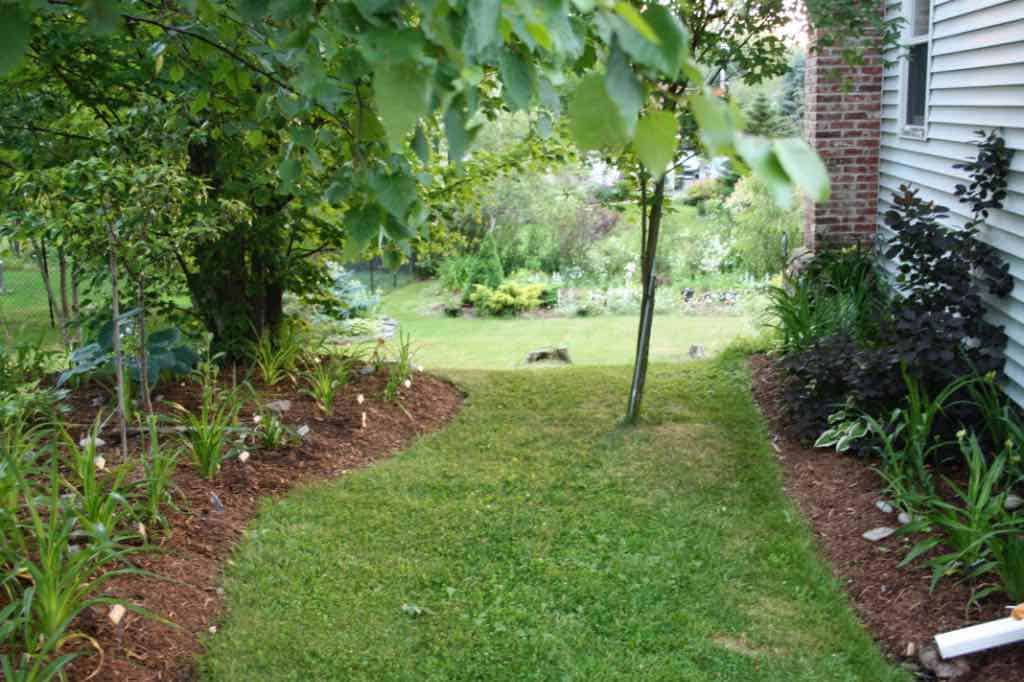 a clean daylily garden in spring, discussing that daylilies are perennials