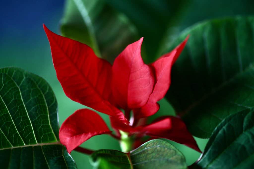 a red poinsettia bloom from last year's poinsettia